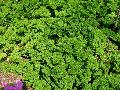 Curly Leaf Parsley / Petroselinum crispum var crispum